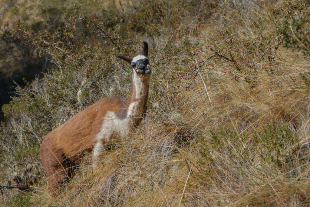inca-trail-llama