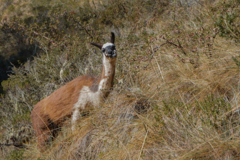 inca-trail-llama