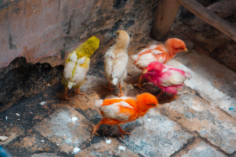 fes chicken