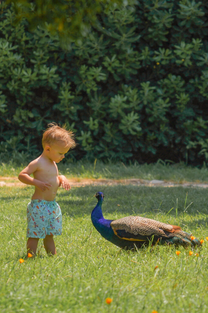 baby and peacock
