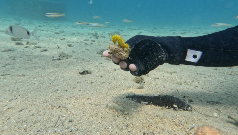diving in croatia