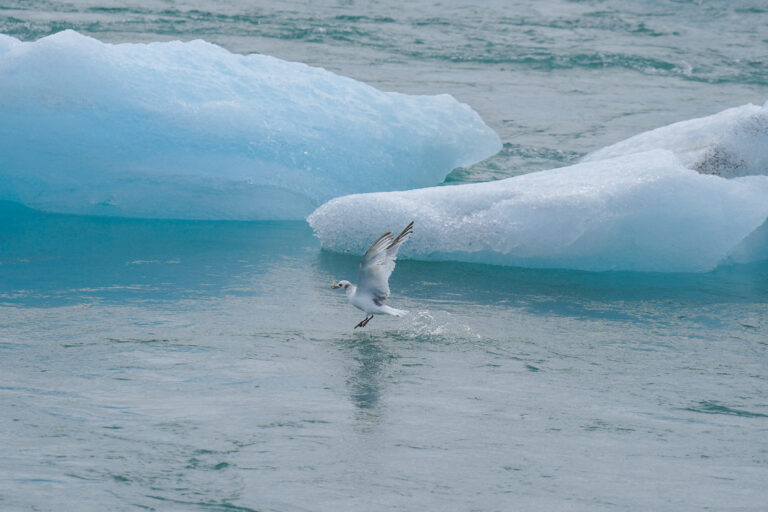 bird catching fish in jokulsarlon