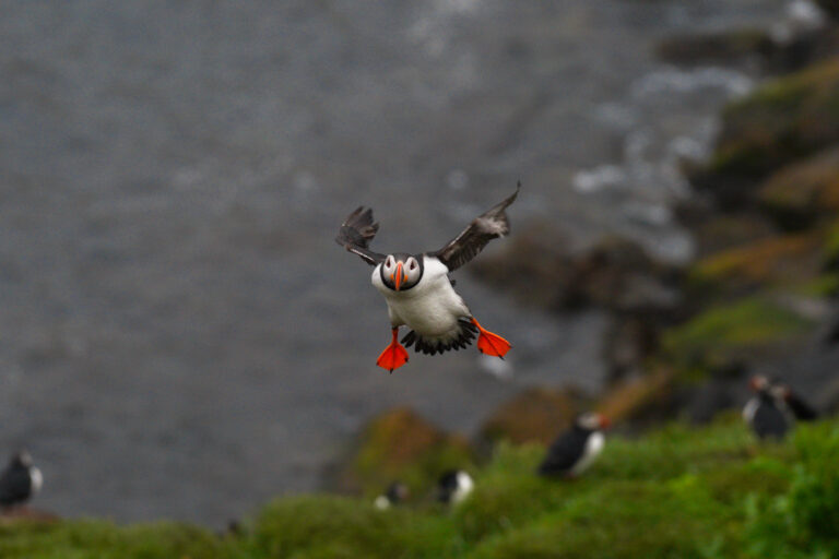 puffins
