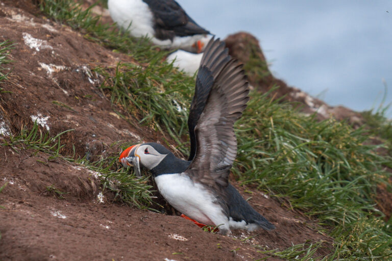 puffins