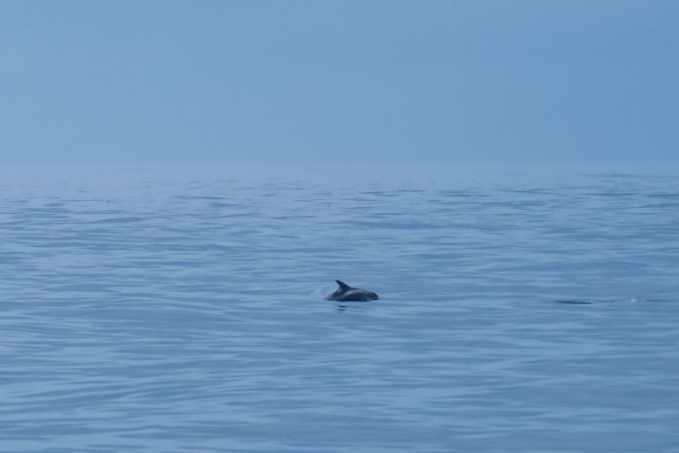 dolphin iceland