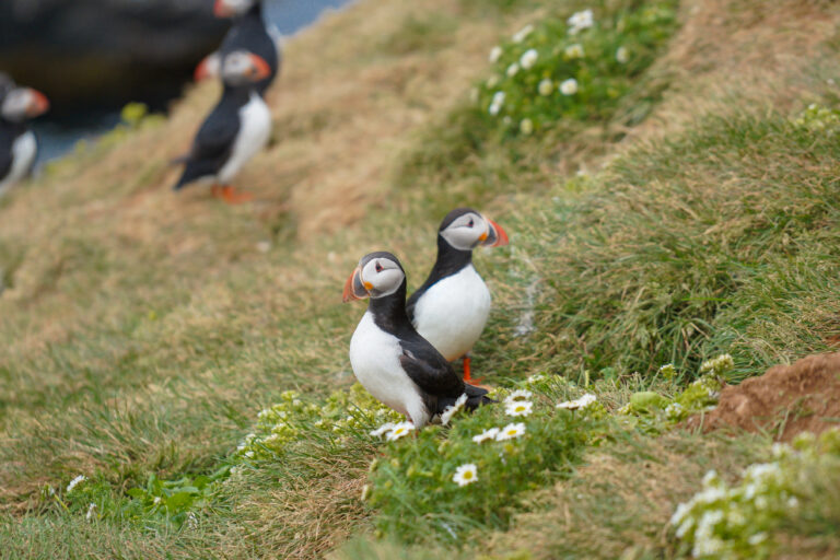 puffins