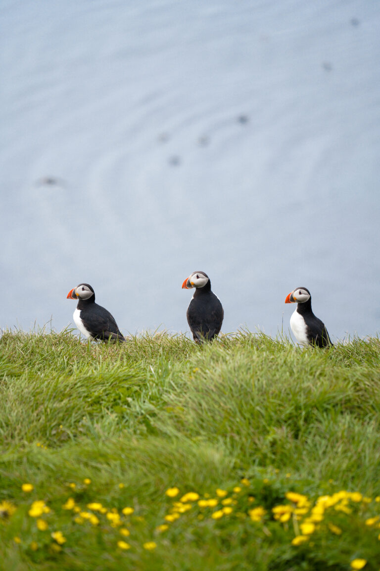 puffins