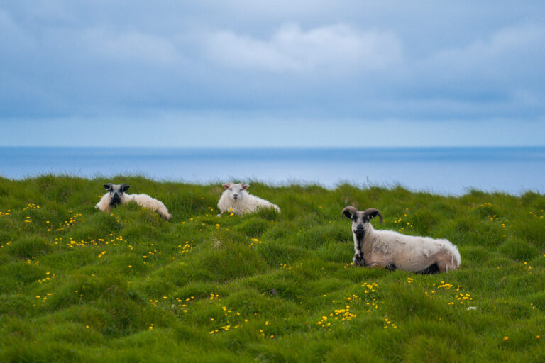 lambs on grimsey island