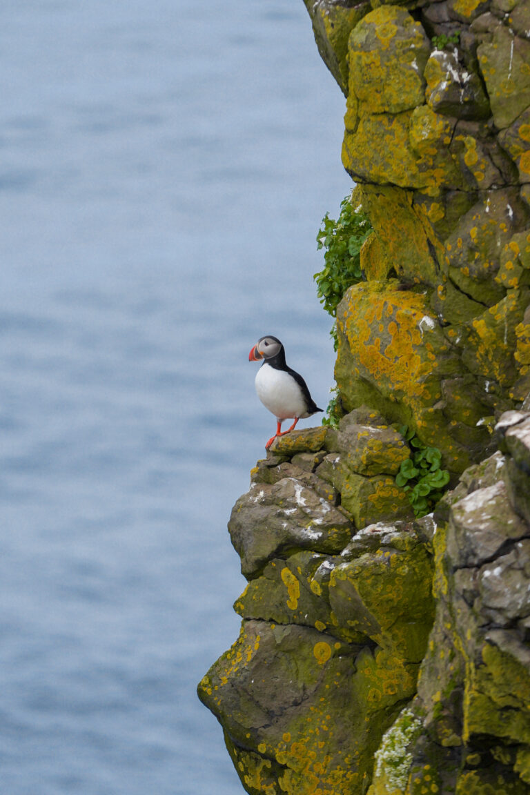 puffins