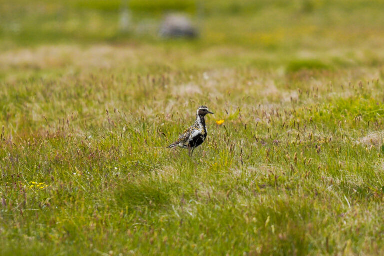 birds on grimsey