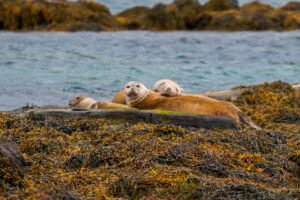 Seal Lookout
