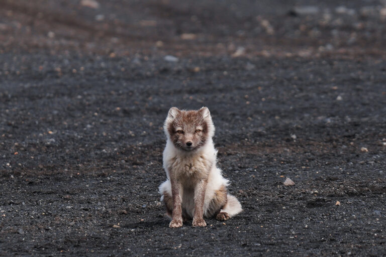 arctic fox