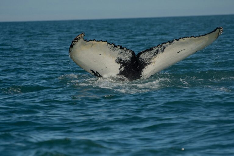 husavik whale watching