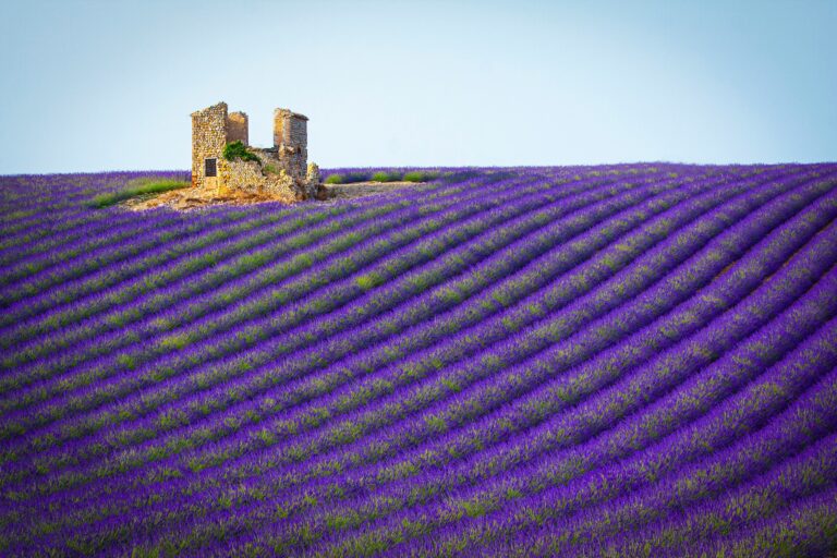 Provence lavender