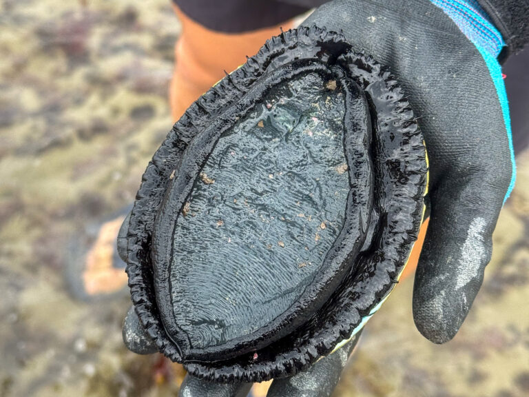 paua picked from beach in New Zealand