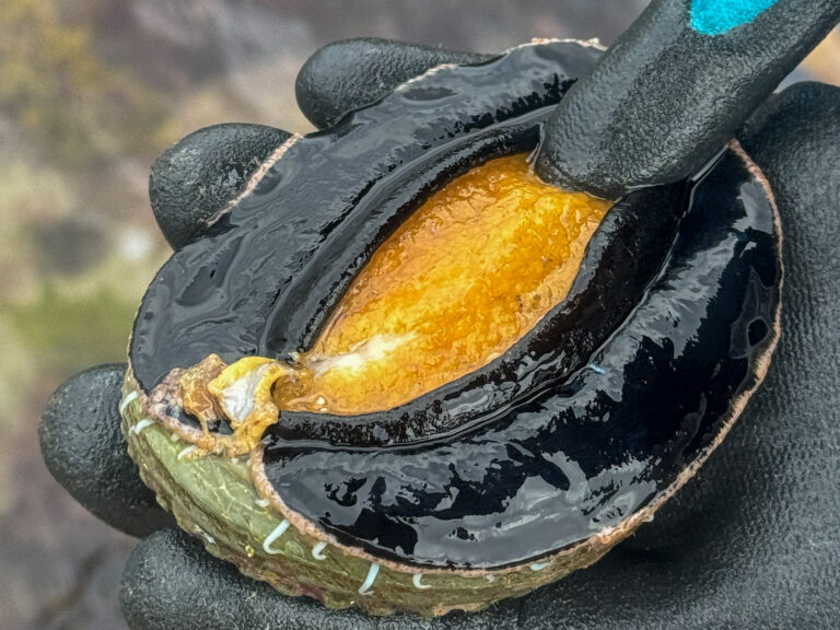 yellow paua picked in New Zealand