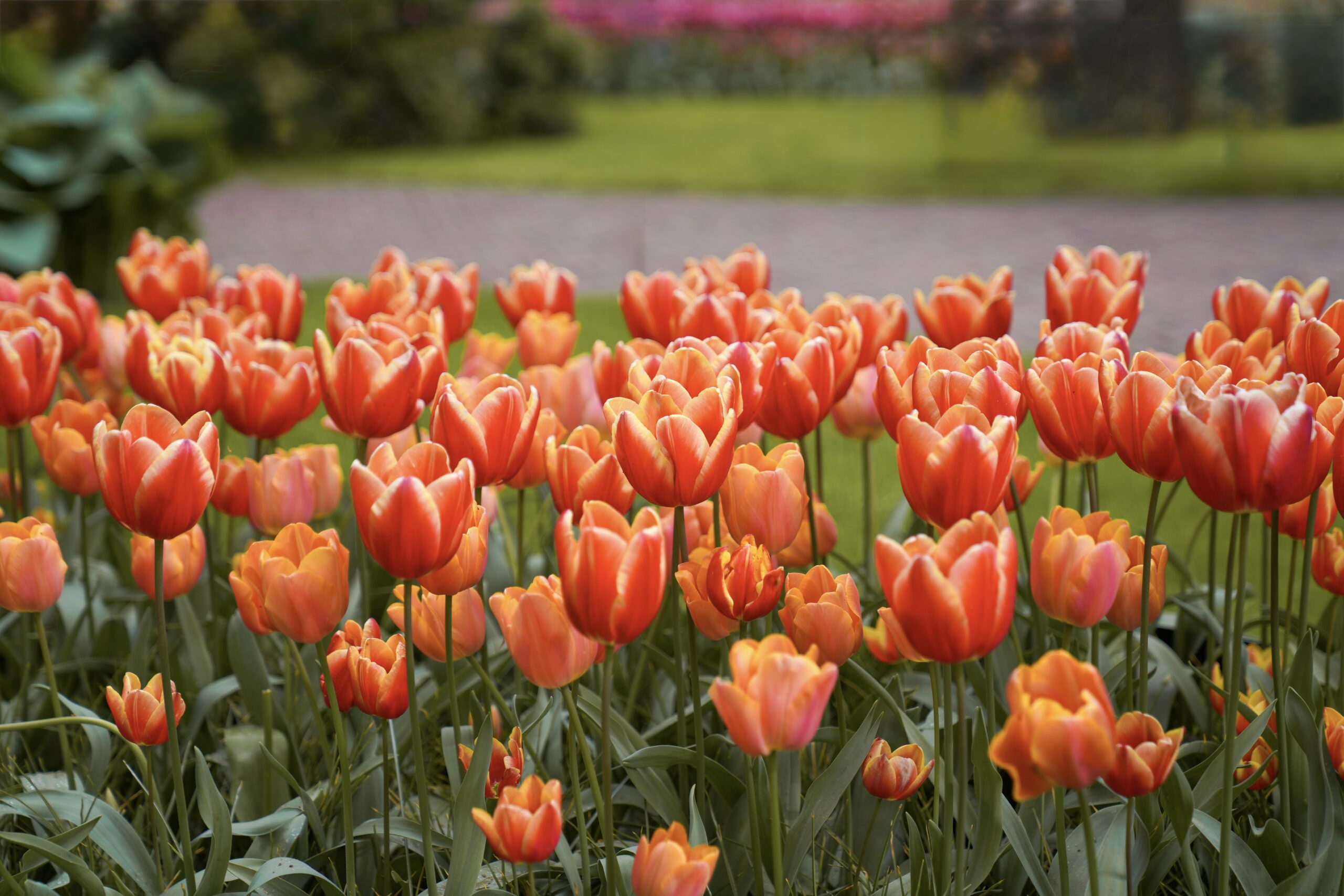 tulips at Keukenhof