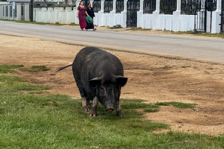 pig on the street in Tonga