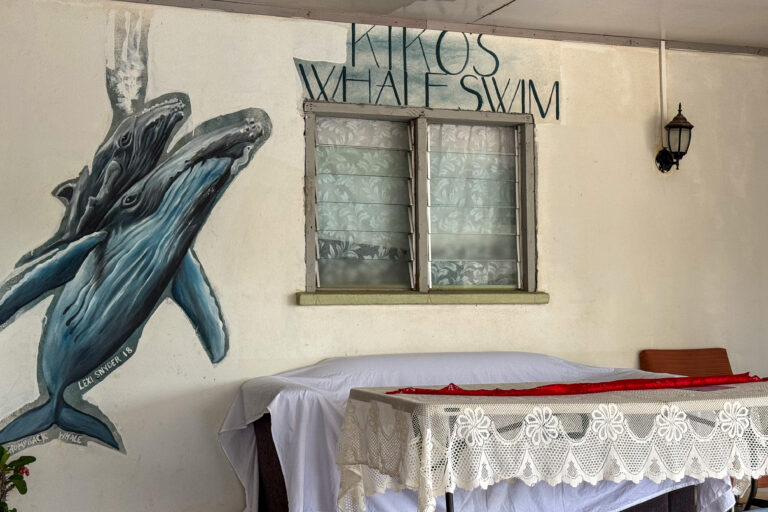 kiko's swim with whales