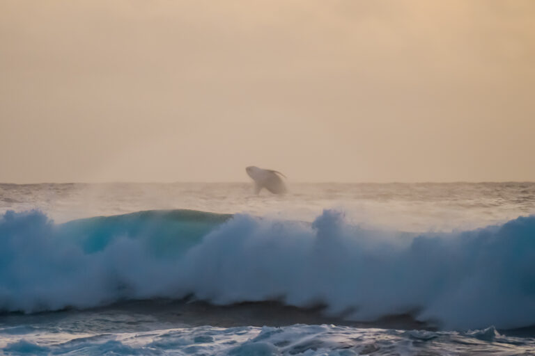 humpback whales jumping