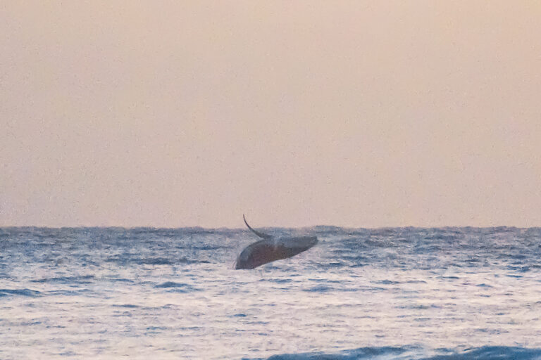 humpback whales jumping out of water