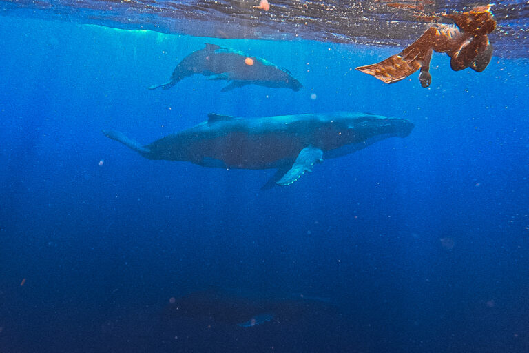 humpback whales swimming