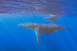 humpback whales