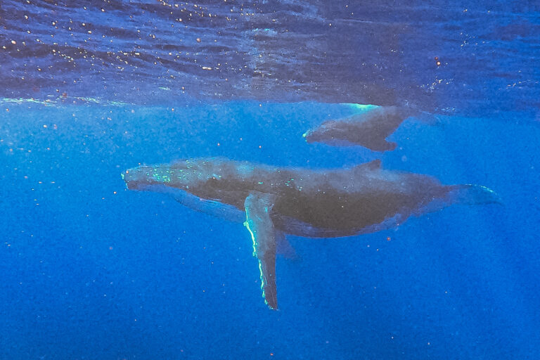 humpback whales